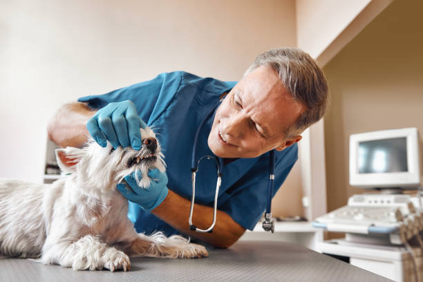 Best Emergency Denture Repair in Brownsville, TX